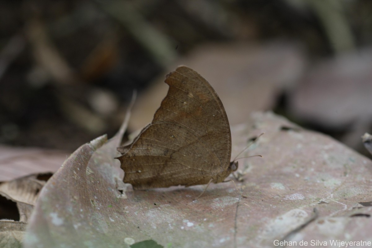 Melanitis phedima Cramer, 1780